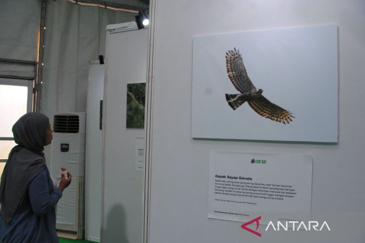 Pameran Fotografi Elang Jawa dan Konservasi Spesies Penting Jawa di Kota Bogor