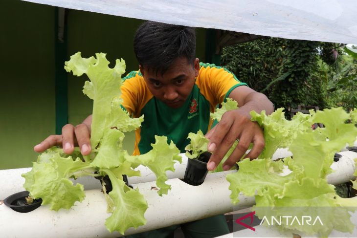 Satgas Pamtas Kostrad wujudkan ketahanan pangan mandiri