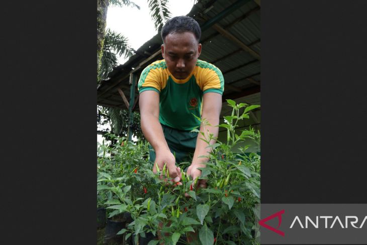 Satgas Pamtas Kostrad wujudkan ketahanan pangan mandiri