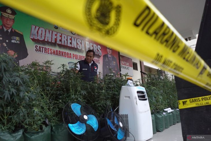 Ungkap hasil kebun ganja di Jombang