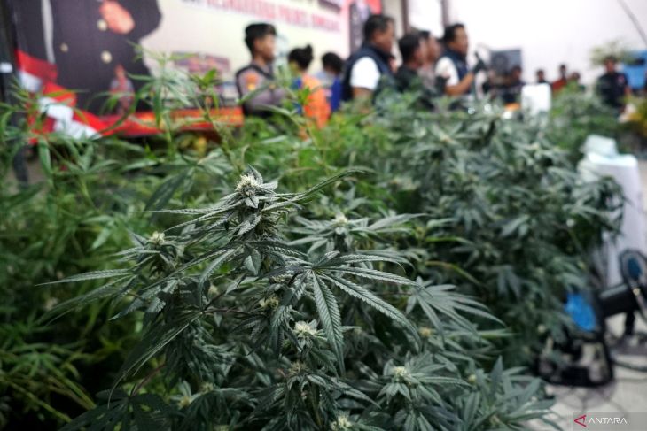 Ungkap hasil kebun ganja di Jombang