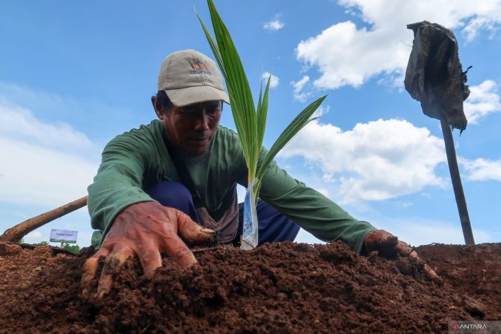 PTPN I tanam kelapa genjah di Banyuwangi