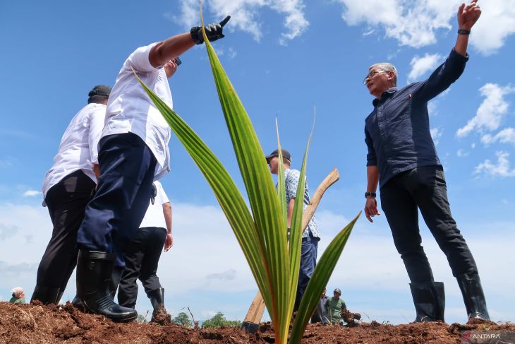 PTPN I tanam kelapa genjah di Banyuwangi