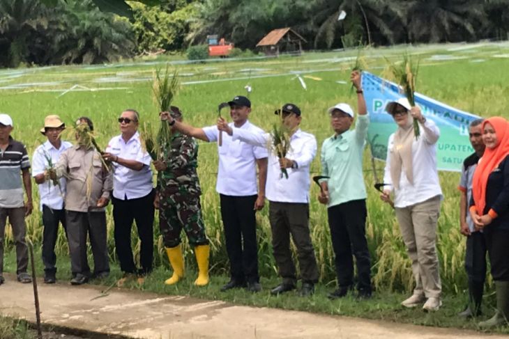 Kabupaten Tanjab Timur kembangkan IP 300 di lahan seluas 3.900 hektare
