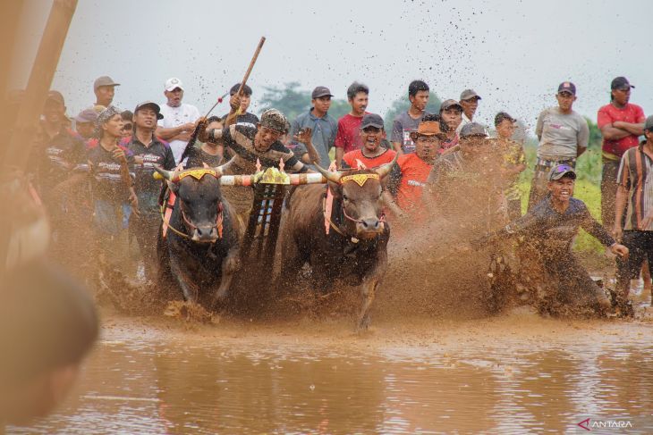 Karapan sapi sakak Probolinggo