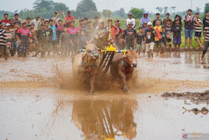 Karapan sapi sakak Probolinggo
