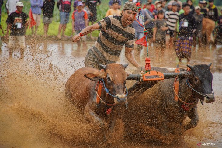 Karapan sapi sakak Probolinggo