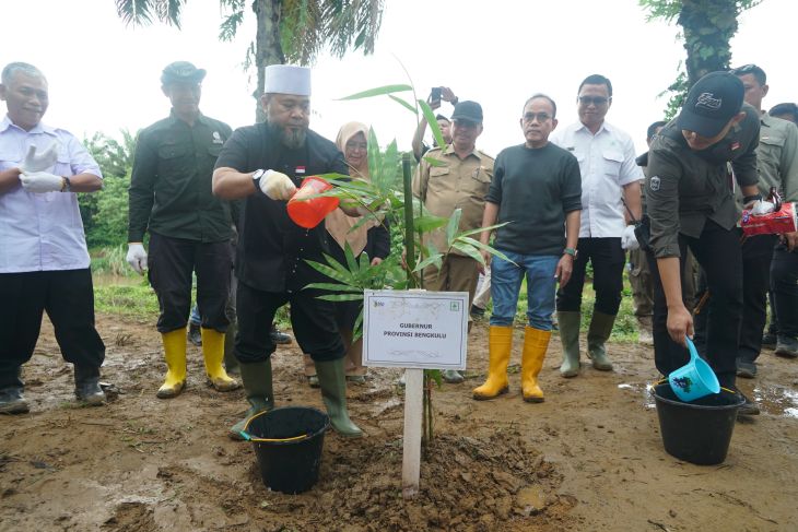Bengkulu tanam 49.280 bibit pohon untuk konservasi berkelanjutan
