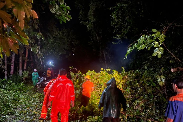 BPBD Pacitan tangani puluhan pohon tumbang akibat cuaca ekstrem
