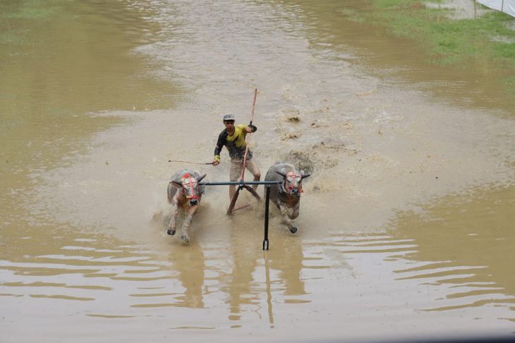 Karapan kerbau gerakkan ekonomi warga di Sumbawa Barat