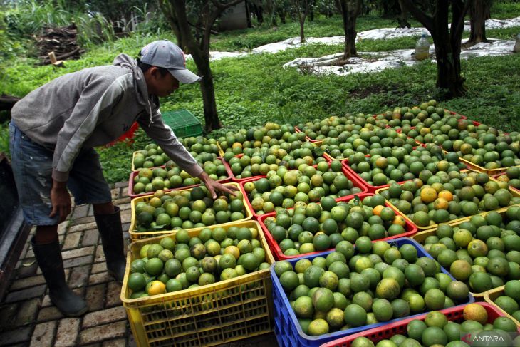 Provinsi Jawa Timur penghasil jeruk terbanyak nasional