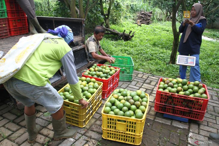 Provinsi Jawa Timur penghasil jeruk terbanyak nasional