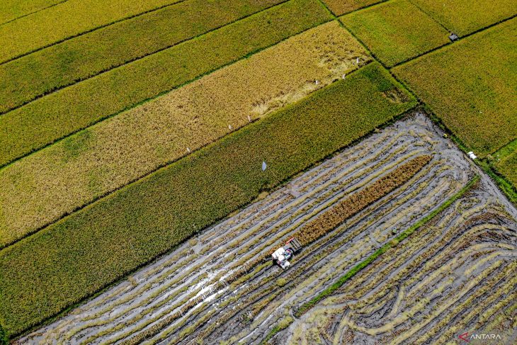 Luas panen dan produksi padi di Indonesia