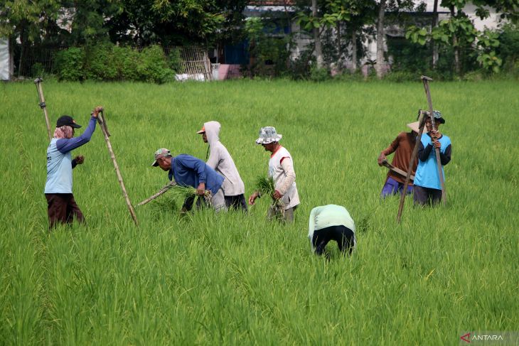 Potensi produksi padi Februari 2026