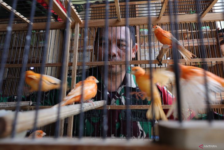 TNI peternak burung kenari merah lokal