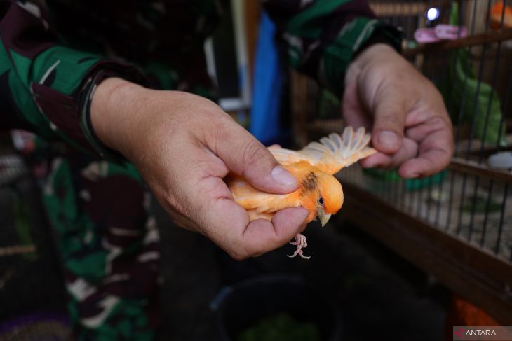 TNI peternak burung kenari merah lokal