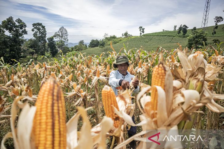 Panen raya jagung serentak kuartal 1 di Cikalongwetan