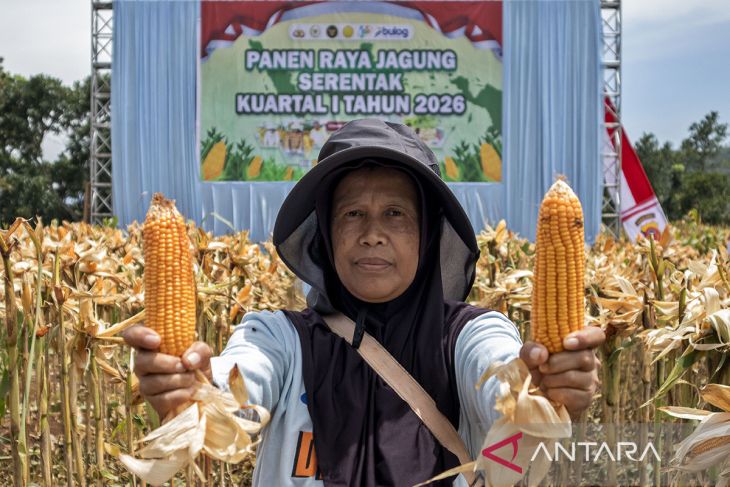 Panen raya jagung serentak kuartal 1 di Cikalongwetan