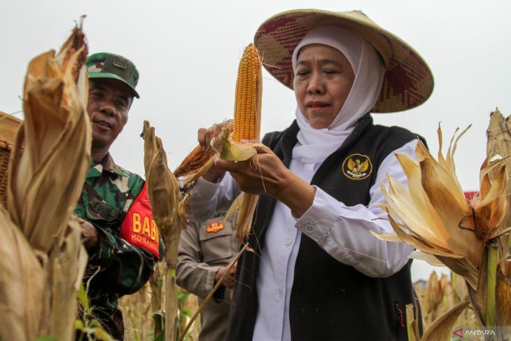 Panen raya jagung serentak kuartal 1 di Sidoarjo