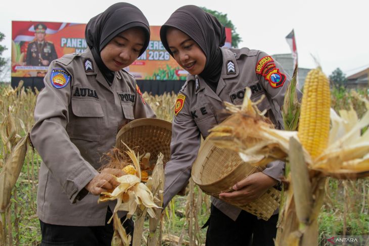 Panen raya jagung serentak kuartal 1 di Sidoarjo