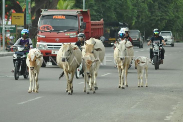 Camat dan kades di Buol diminta segera tertibkan ternak liar