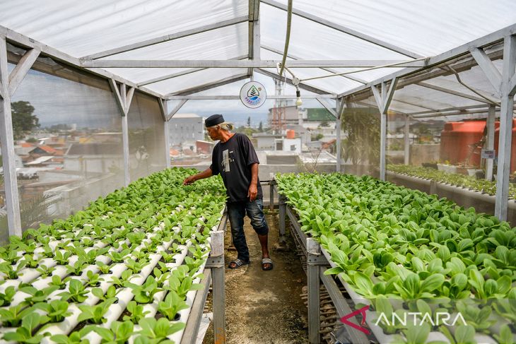 Pemanfaatan atap rumah untuk budi daya sayuran