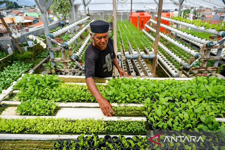 Pemanfaatan atap rumah untuk budi daya sayuran