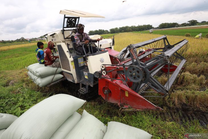 Perkiraan panen raya padi nasional maju