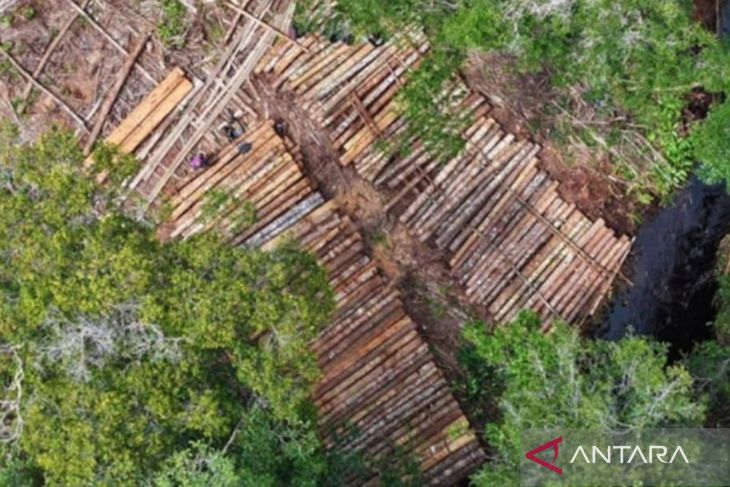 Ribuan kayu tanpa dokumen ditemukan di Hutan Desa Ulak Medang Ketapang