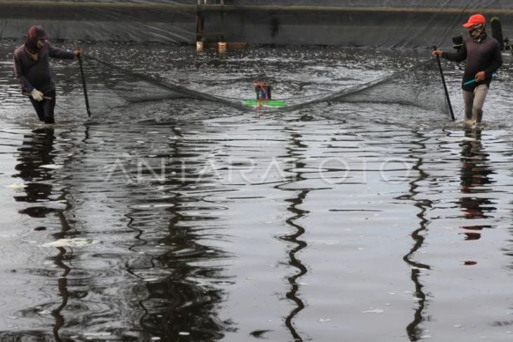 Banyak tambak udang di Aceh Jaya tak kantongi izin, tetap beroperasi