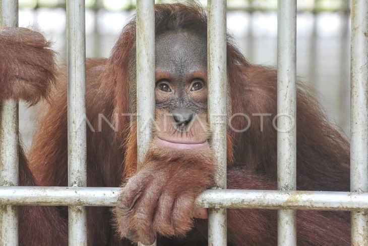 Tempat penyelamatan orang utan di Jambi