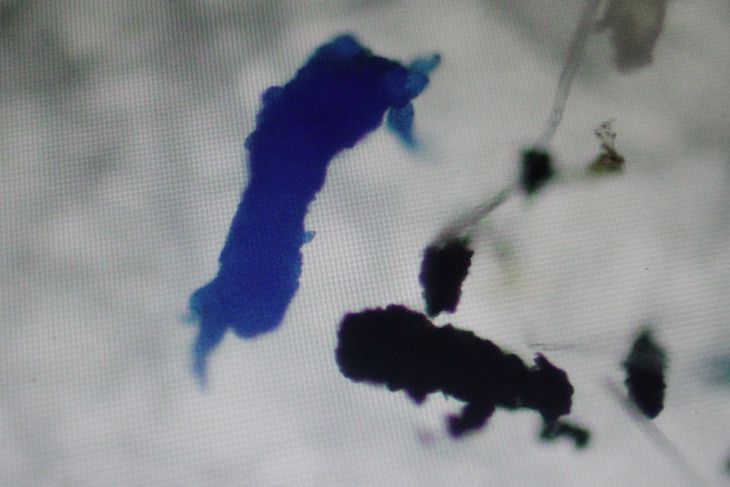 Peneliti temukan mikroplastik pada air Sungai Brantas