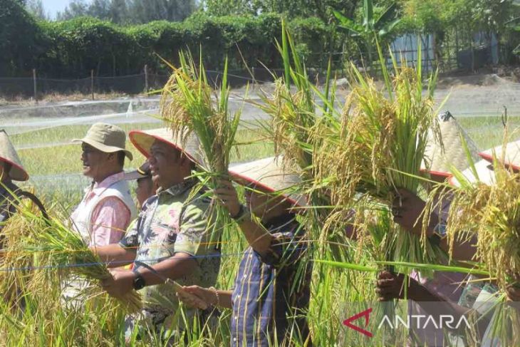Teknologi mina padi dukung tingkatkan ketahanan pangan
