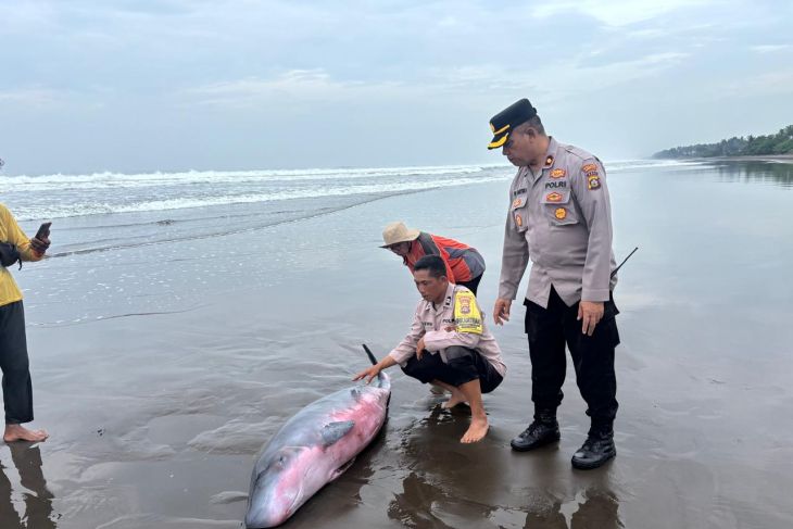 Polisi bersama aktivis selamatkan Paus Sperma terdampar di Pantai Jembrana