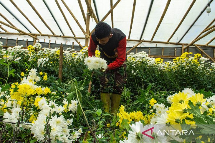 Panen bunga aster di Kabupaten Bandung Barat