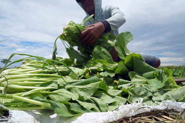 Budidaya sawi alternatif petani Tulungagung