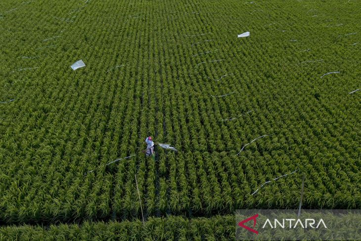 Proyeksi produksi beras nasional
