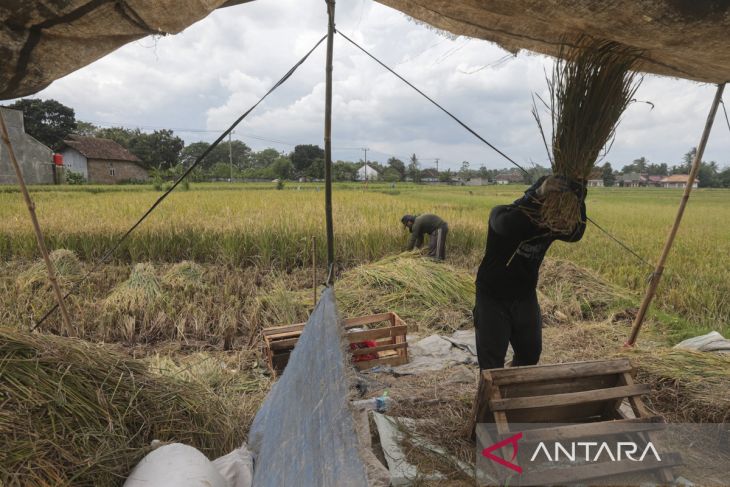 Luas panen dan produksi padi di Banten