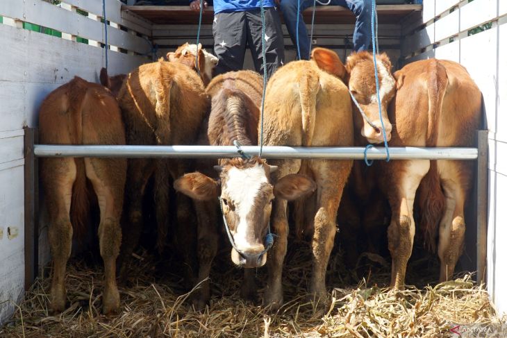 Pengawasan ternak antisipasi PMK di Tulungagung