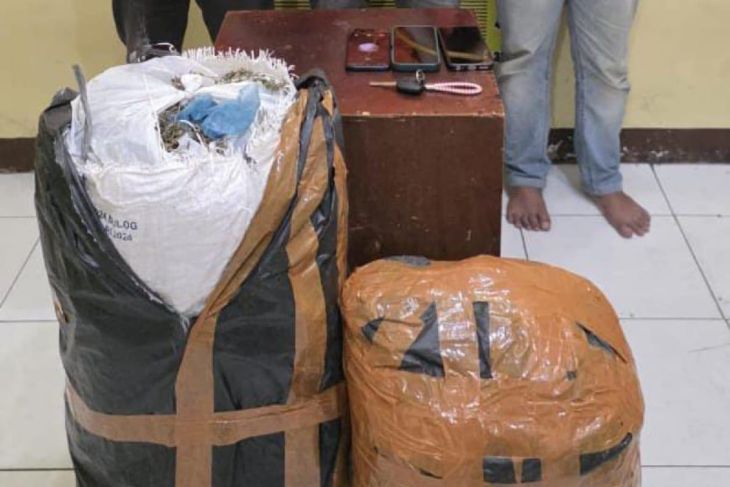 Polda Sumut selidiki jaringan 20 kilogram ganja lintas provinsi