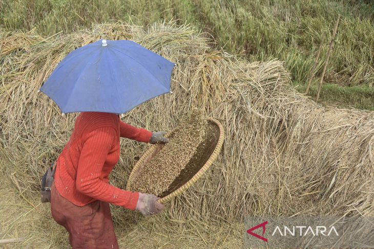 Program satu desa satu hektare padi organik