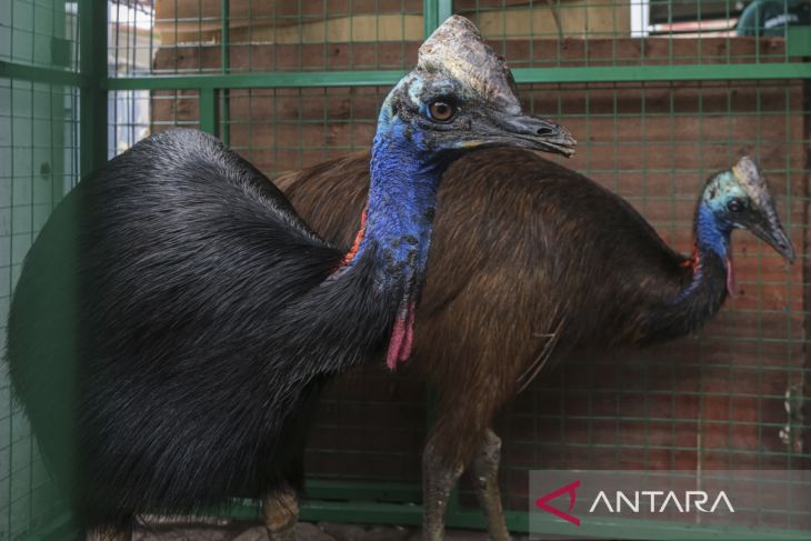 Penyelamatan dua ekor burung kasuari gelambir ganda