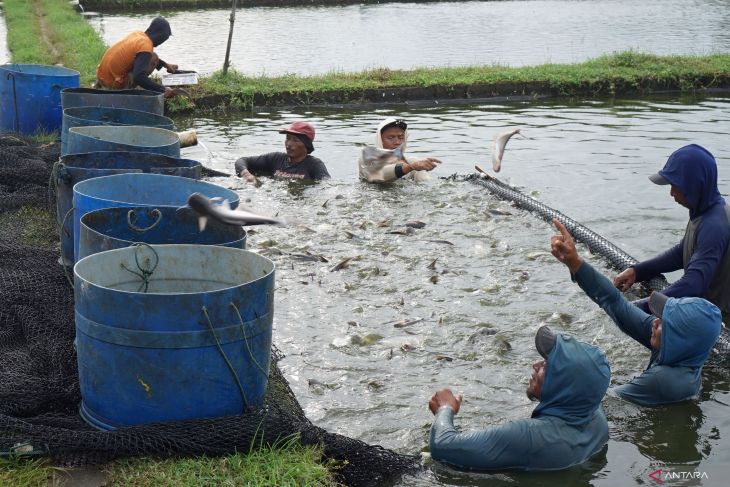 Harga ikan patin turun jelang Ramadhan
