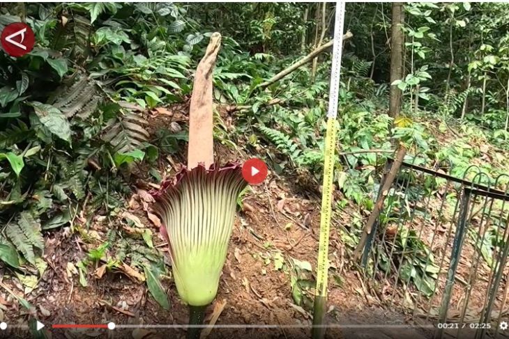 Bunga bangkai mekar di Kebun Raya Bogor usai penantian 12 tahun - VIDEO