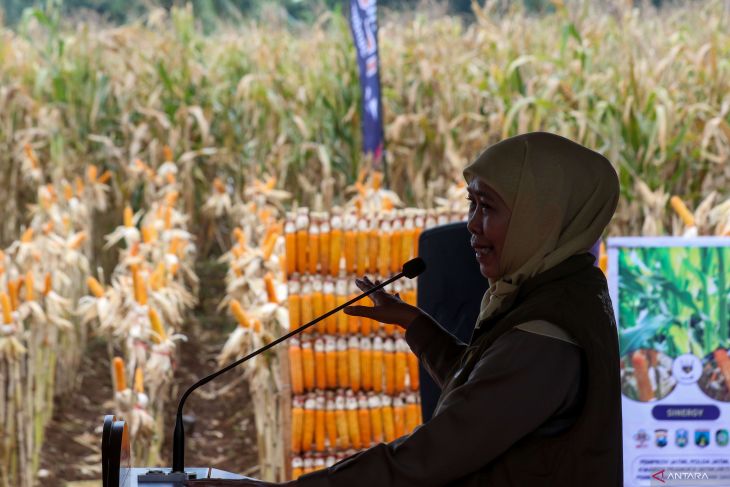 Panen raya jagung di Banyuwangi