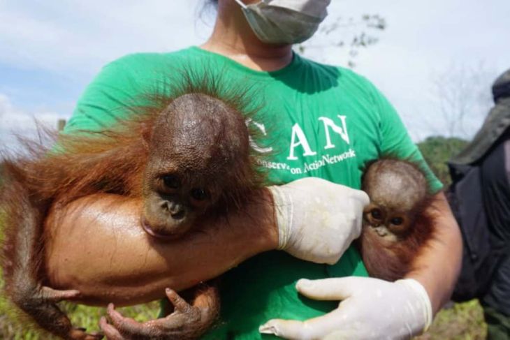 BKSDA Kaltim bersama CAN selamatkan orangutan dan bayi kembarnya