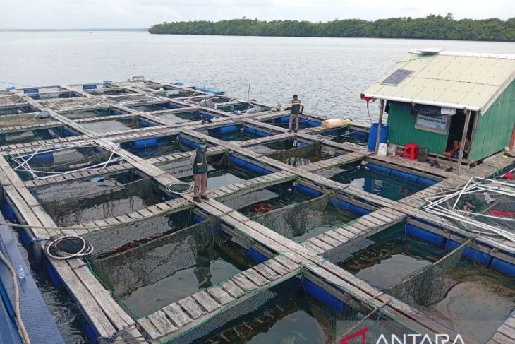 BKHIT Maluku sertifikasi ekspor 7.652 ekor kerapu tujuan Hong Kong