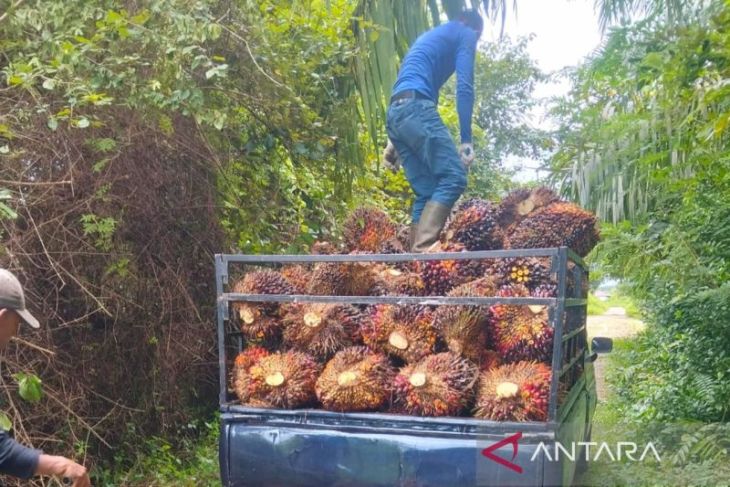 Harga TBS Sawit di Abdya menguat mencapai Rp2.830 per kilogram