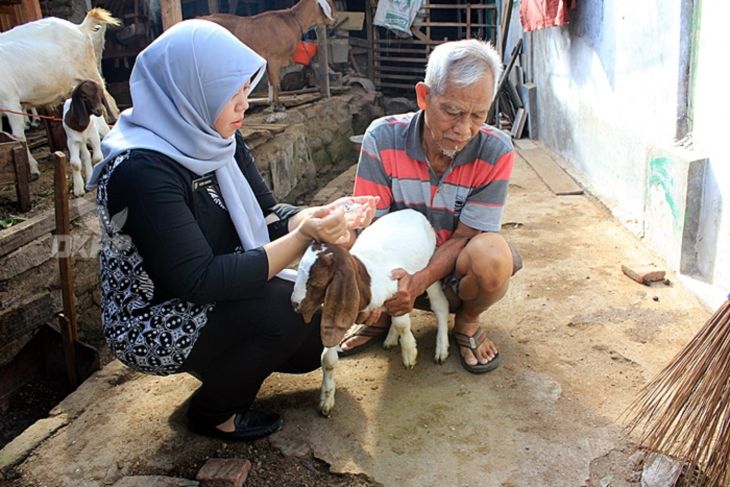 Kota Madiun terus gencarkan pemberian vaksin PMK