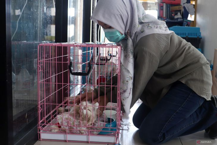 Jasa penitipan dan pengobatan hewan peliharaan di Blitar